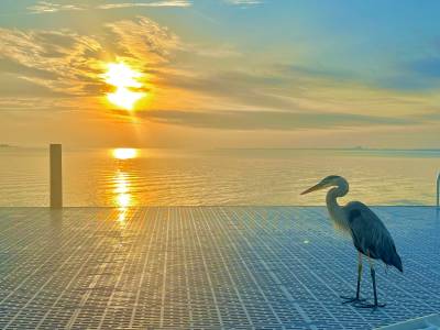 Fort Walton Backyard Herron